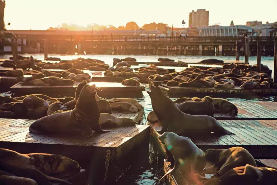 Sunset時にPIER 39のKドックで休むアシカ