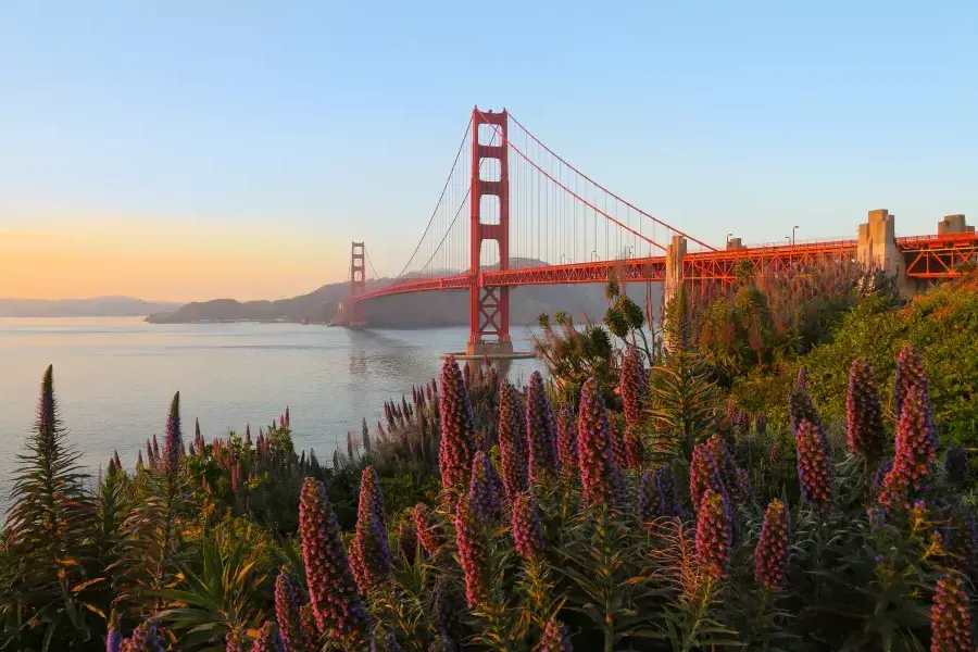 Le Golden Gate Bridge est photographié avec de grandes fleurs au premier plan.